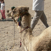 Катание на верблюдах. Деревня бедуинов