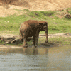 Слоновий питомник