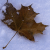 Кленовый лист на снегу
